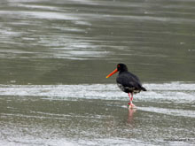 Oystercatcher - Nouvelle-Zélande